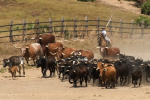 A Campo Abierto